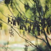 SEED