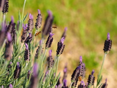 season of bees  Ⅱ