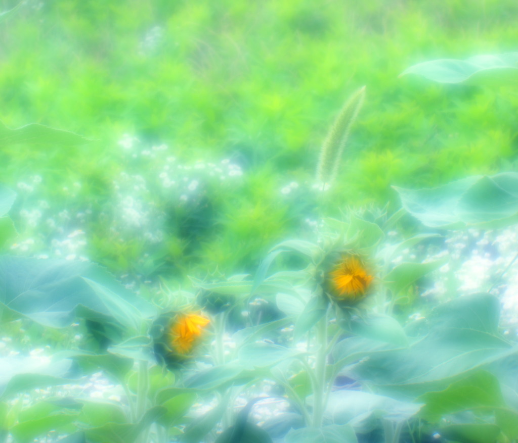 夏の唄