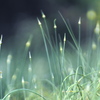 May of the field