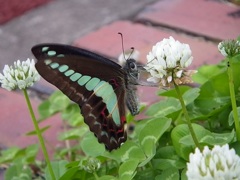 アオスジアゲハ