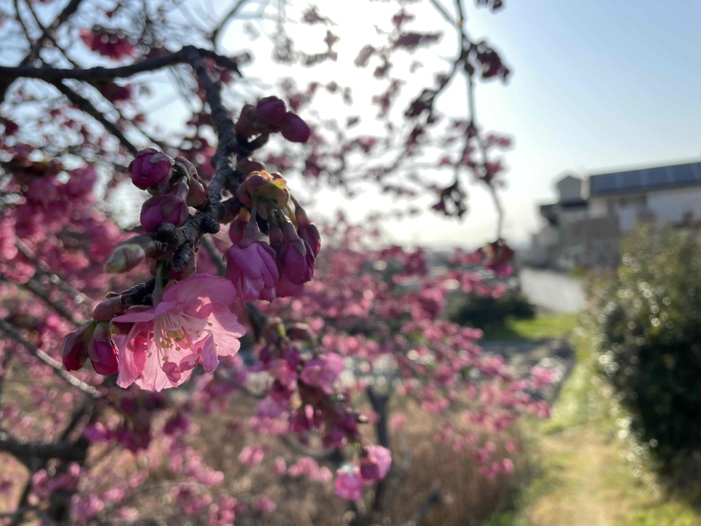 旗桜