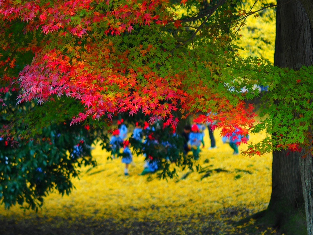 モミジにかくれんぼ・・