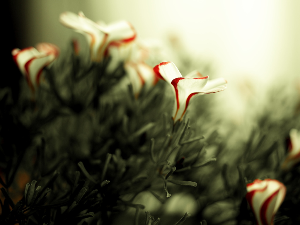 Oxalis versicolor Ⅲ