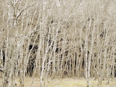 木立