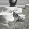 picnic