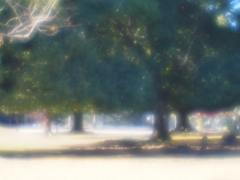 東大寺 幹と剪定の重み