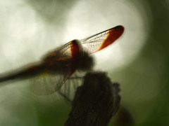 豊穣の色（その次）