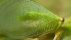 むしむし大行進５