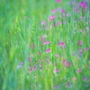 Field