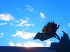 風と向日葵