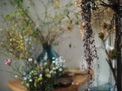 Air Plants？
