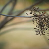 SEED