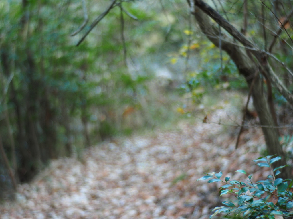 The path of fallen leaves