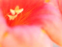 蝶々、、飛び立つ