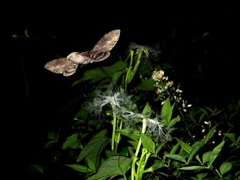 夜咲く花に来るのは　Ⅱ