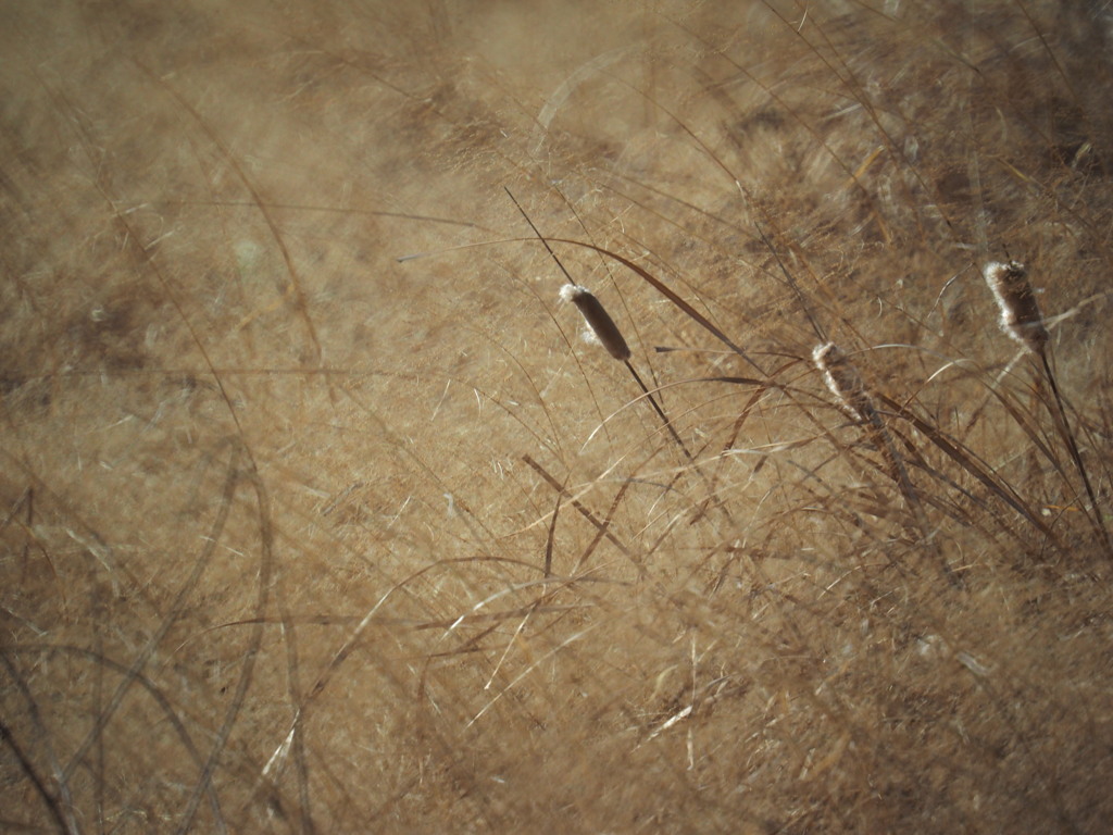 fields