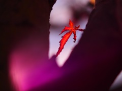 冬の色（終わりの紅）