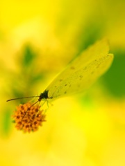 秋のかくれんぼ２