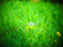 飛びますかねⅠ