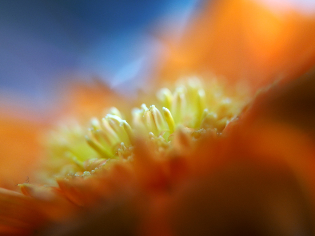 Gerbera