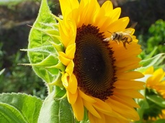 むしむし大行進３