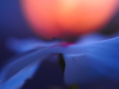 「夕」～朝～夕　（１）