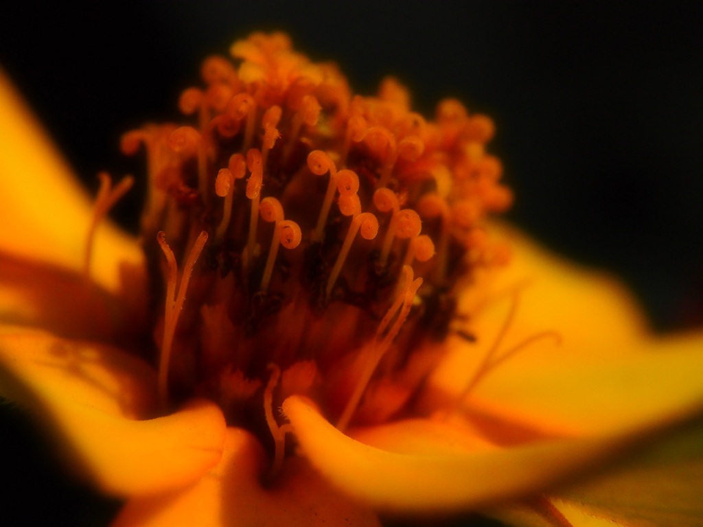 花央Ⅱ´