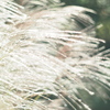 silver grass Ⅲ