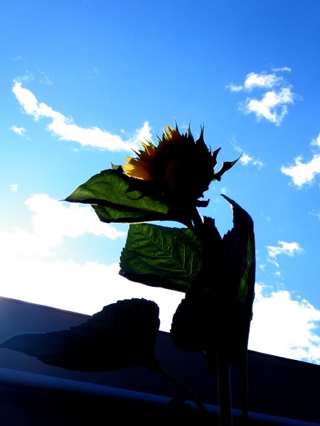 風と向日葵