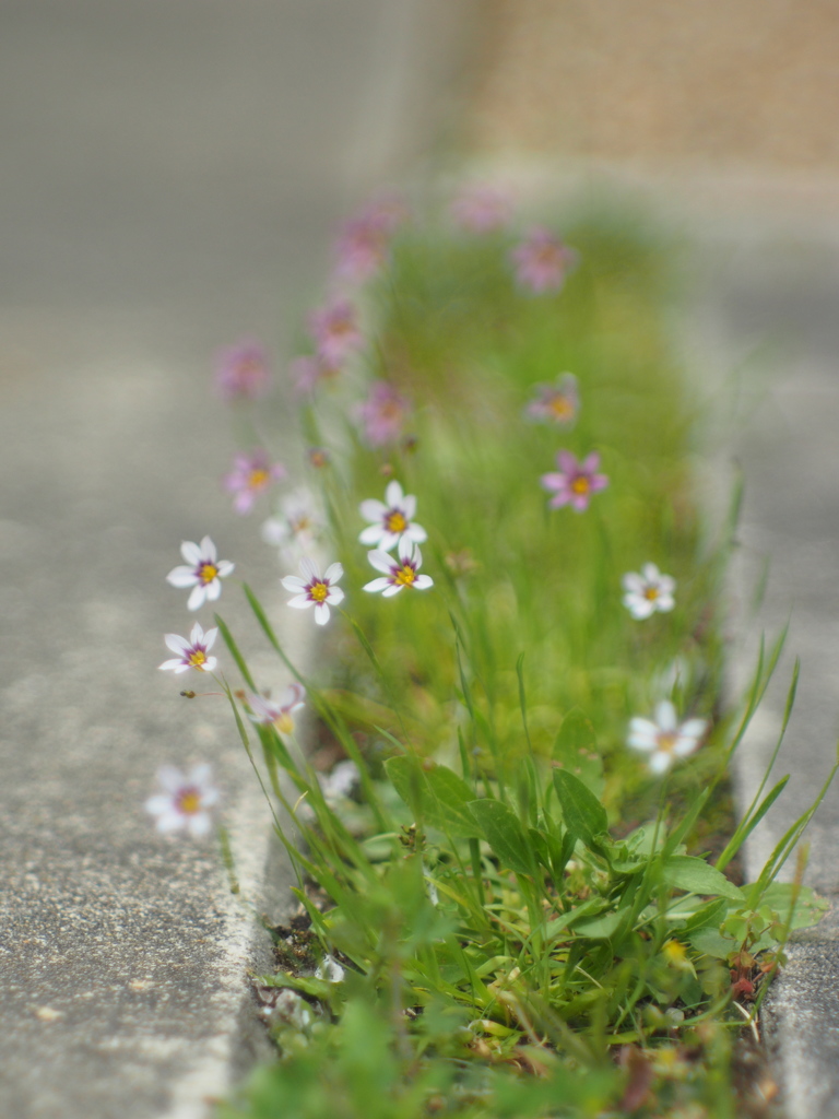 植えられたかのような・・