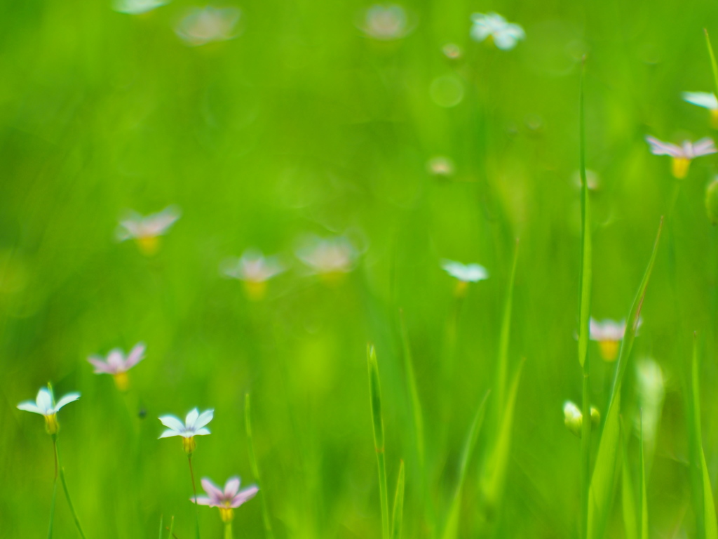 May of the field