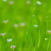 May of the field
