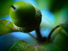 草木の秋Ⅴ