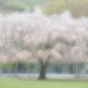 Weeping cherry tree