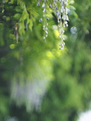 Japanese wisteria Ⅲ
