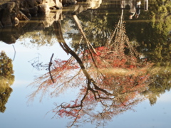 おふたりの池霞
