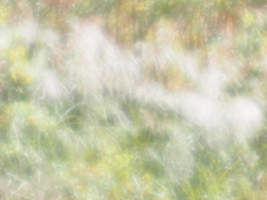 silver grass