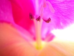 ディープ・・パープル