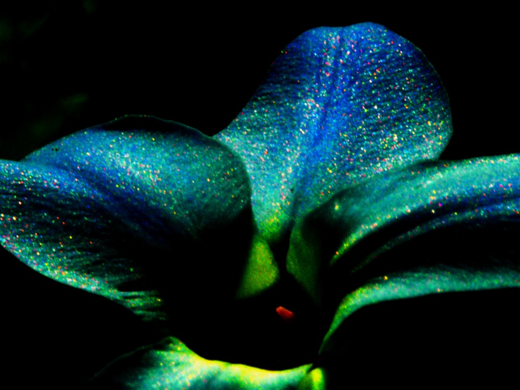 like a peacock ２