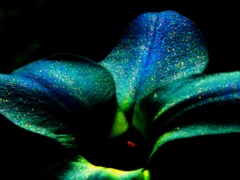 like a peacock ２