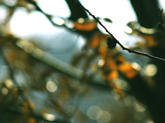 主は大地を転がって・・