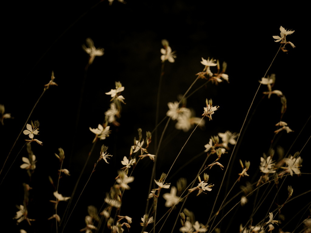 Gaura