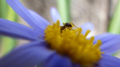 ブルーデージー