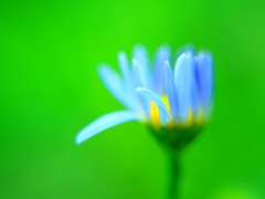 もうすぐ咲きます・・Ⅱ