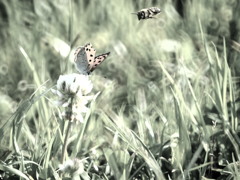 蜂と蝶と・・