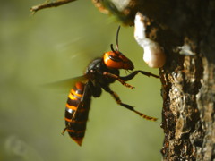 そして　season of  HORNET!!