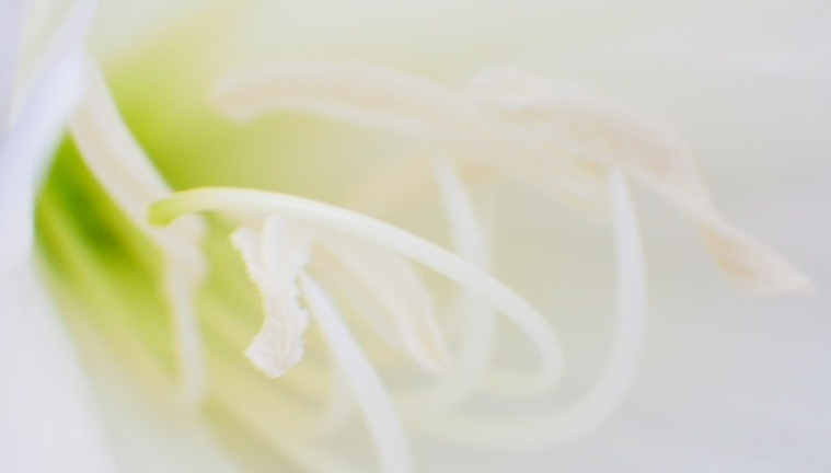 さぁ・・咲きましょう・・