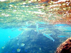 波打ち際のパラダイス