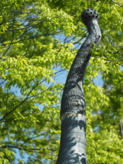 Elephant's Trunk